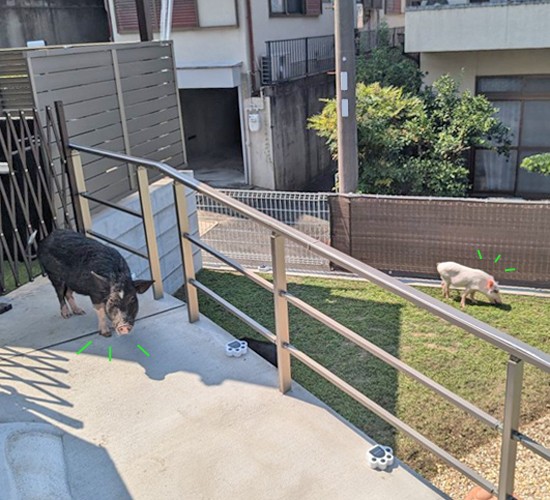 マイクロブタとのふれあいをもっと楽しく♪高低差のあるお庭リフォーム工事で快適な空間に