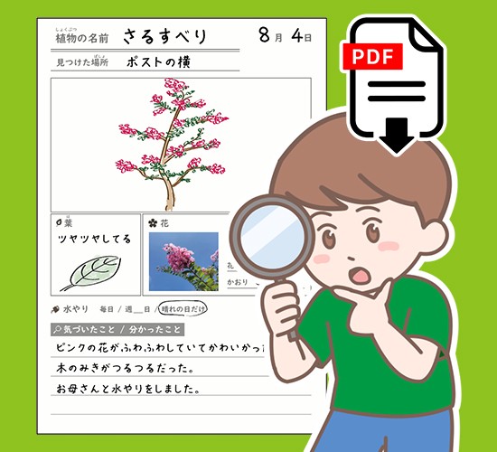 夏休みの自由研究に役立つ！植物・昆虫観察カード 無料配布中
