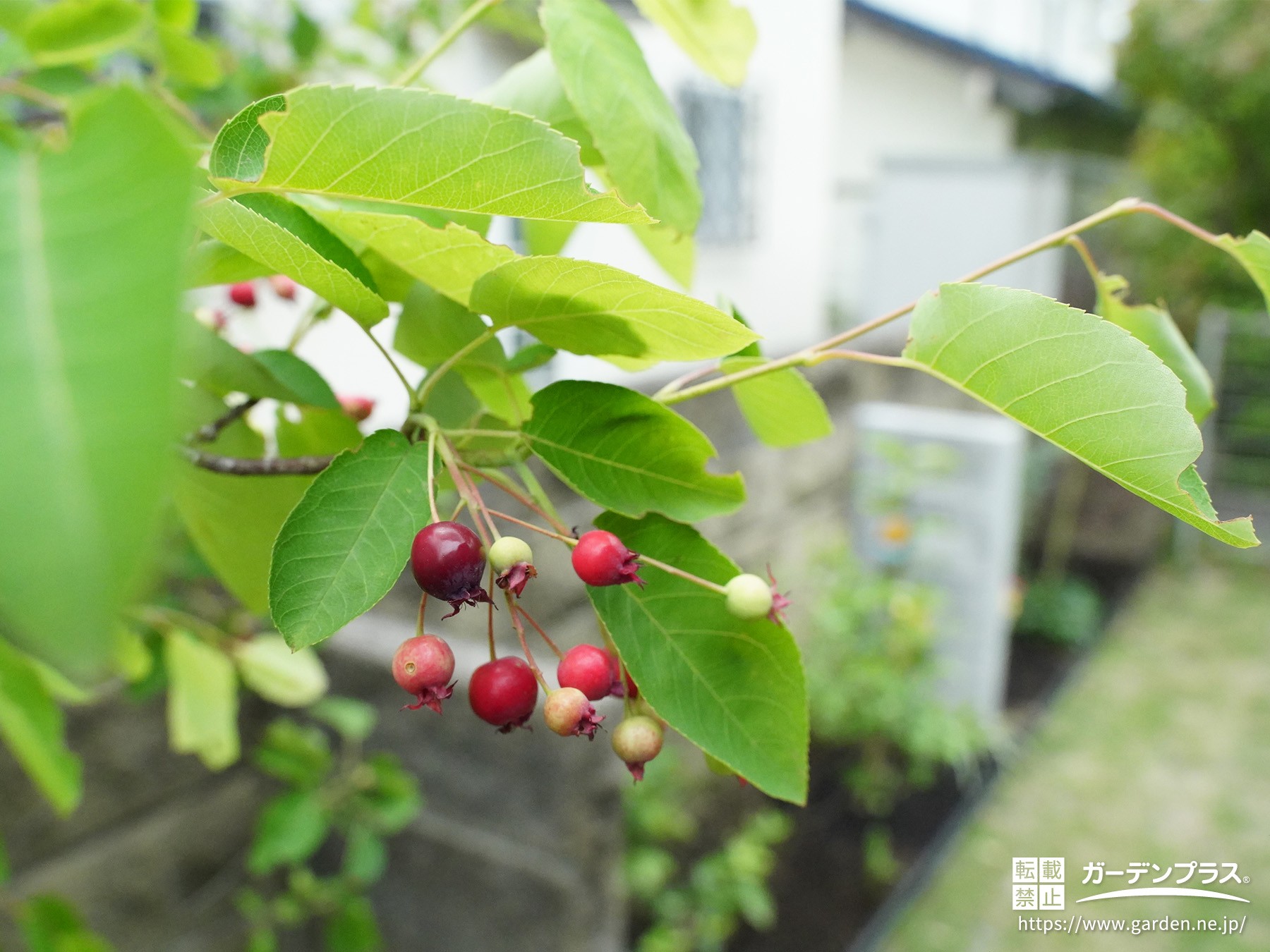 ジューンベリー