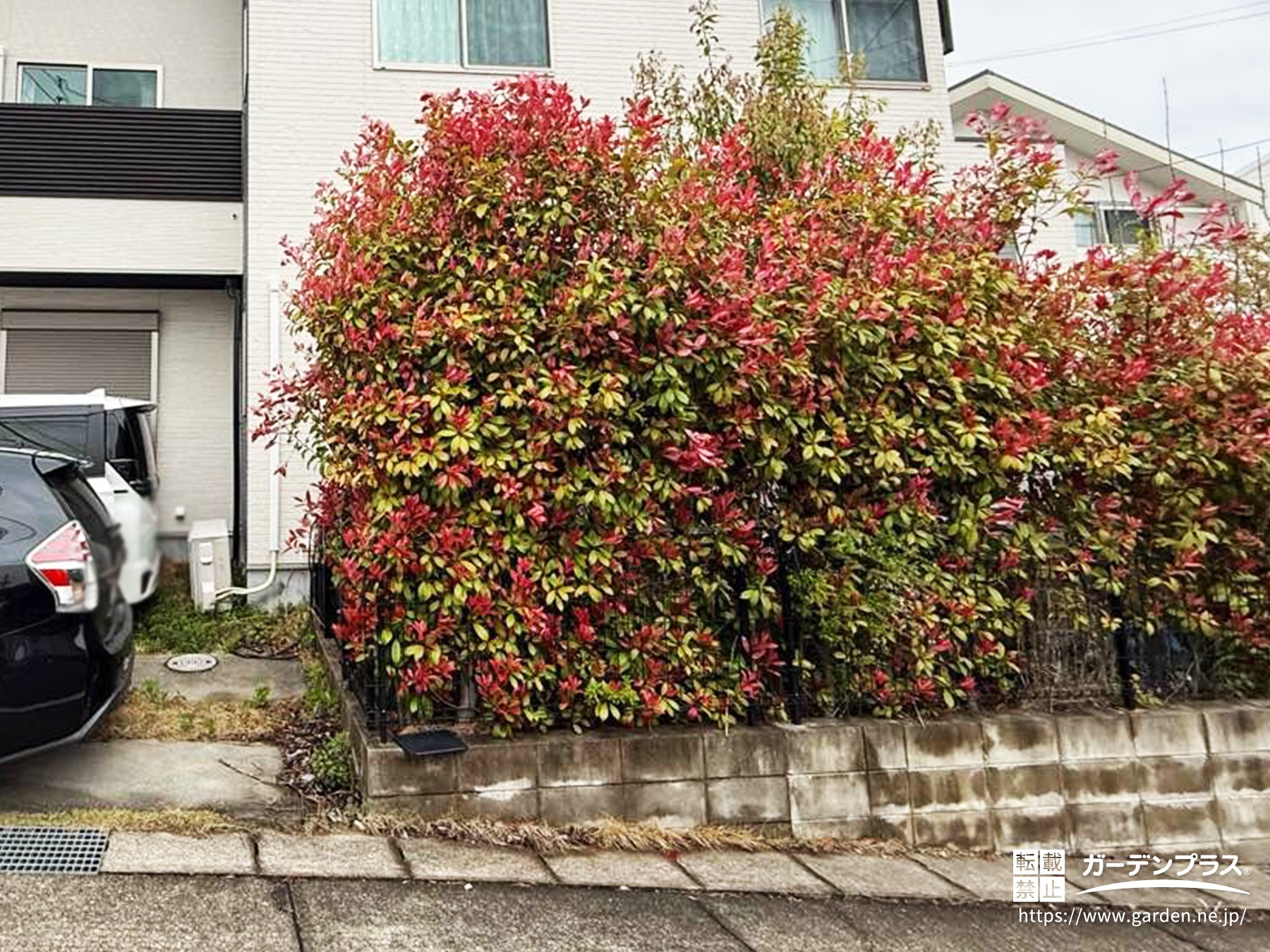 手入れの手間がかかっていた生垣