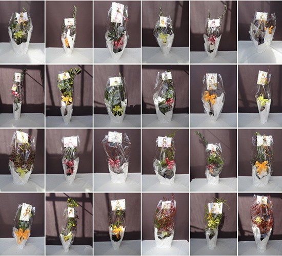 2025年12月発送分のプラントプランについてご報告します!