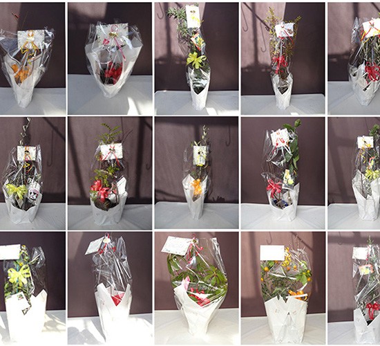 2026年1月発送分のプラントプランについてご報告いたします！