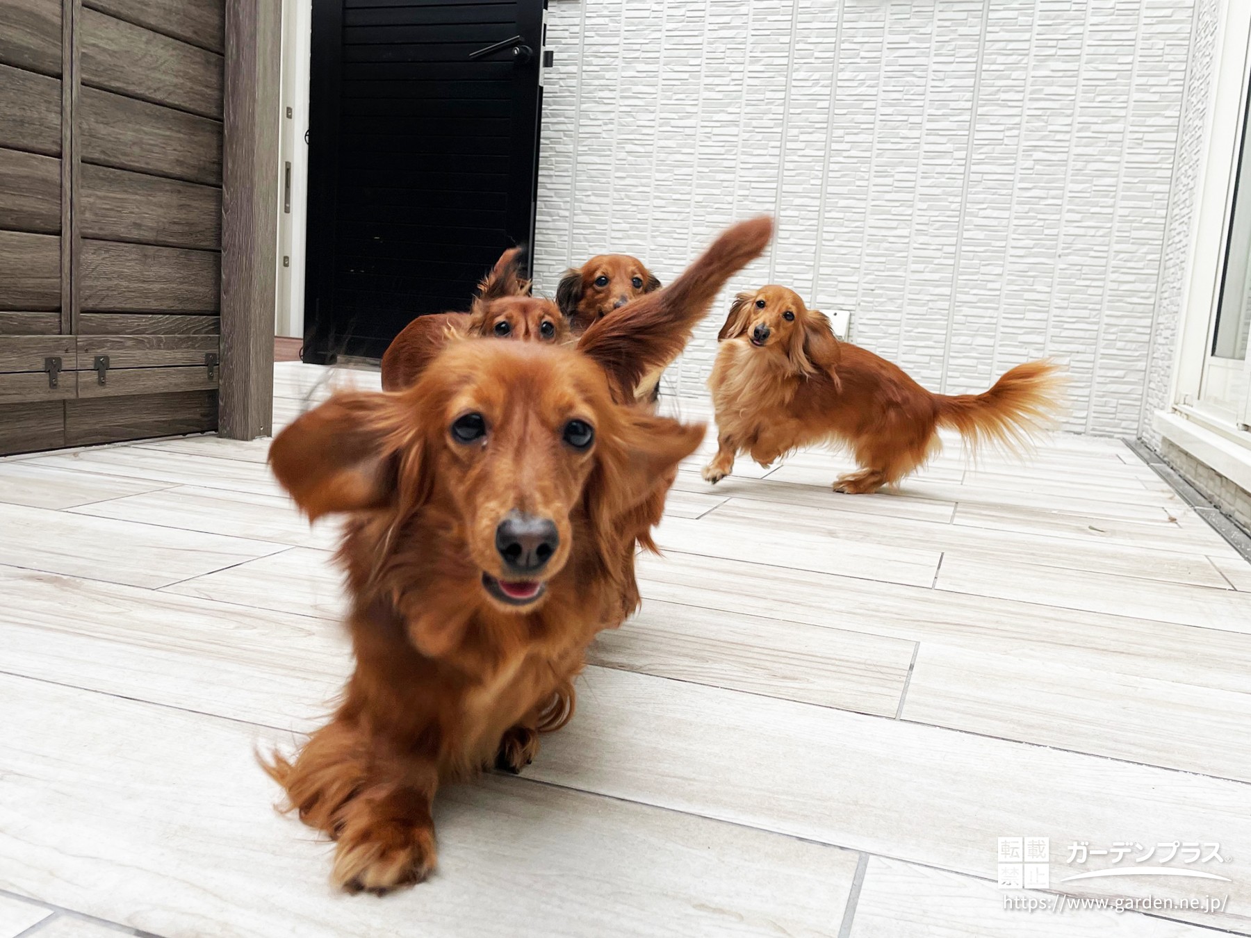 小牧店・わんちゃん