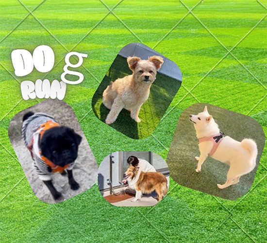 ワンちゃんがお庭でのびのび遊べる♪快適なドッグランづくりのポイントを解説