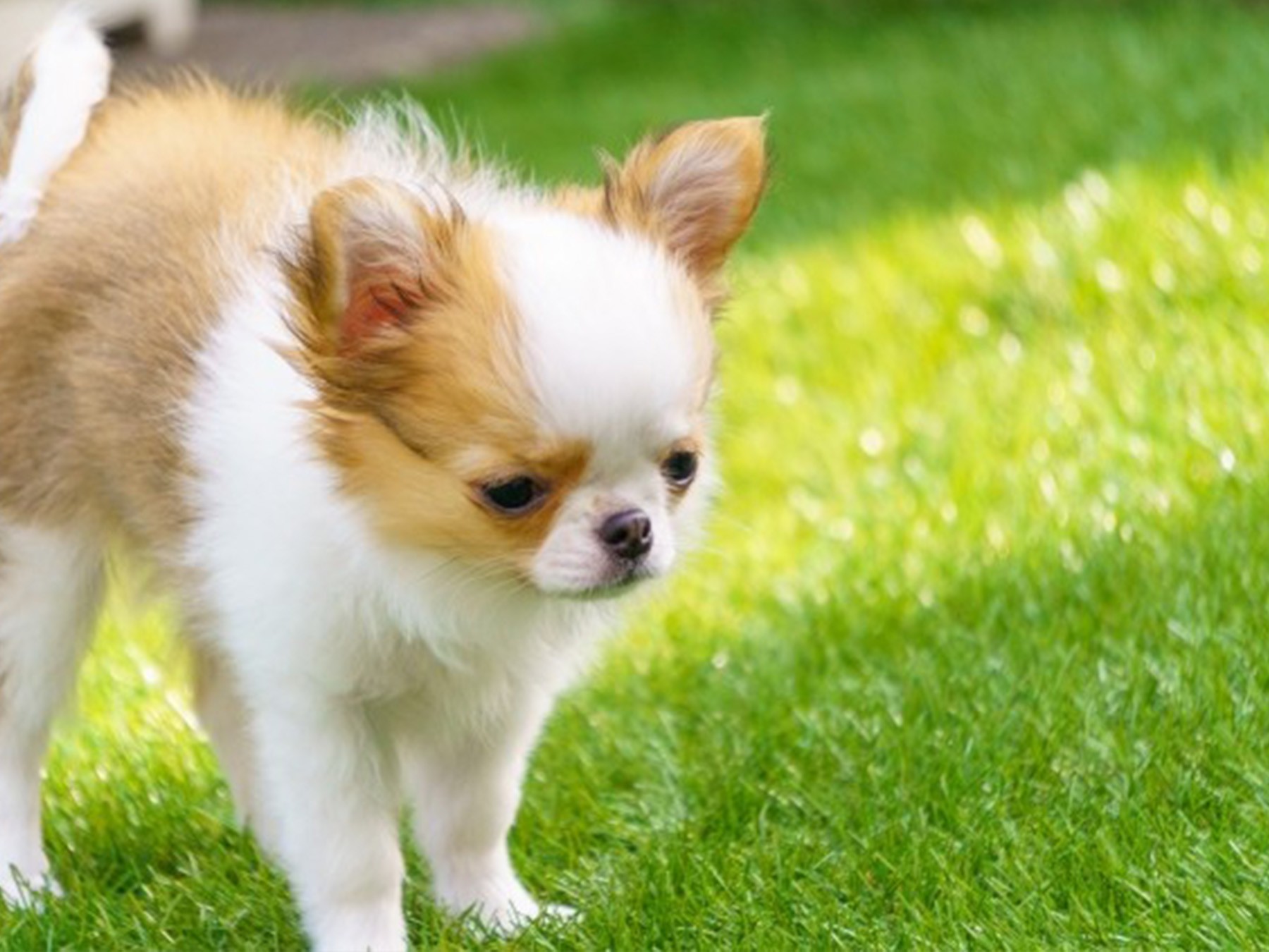 ワンちゃんと安心して過ごせるお庭づくり!失敗しない4つのポイントを解説します