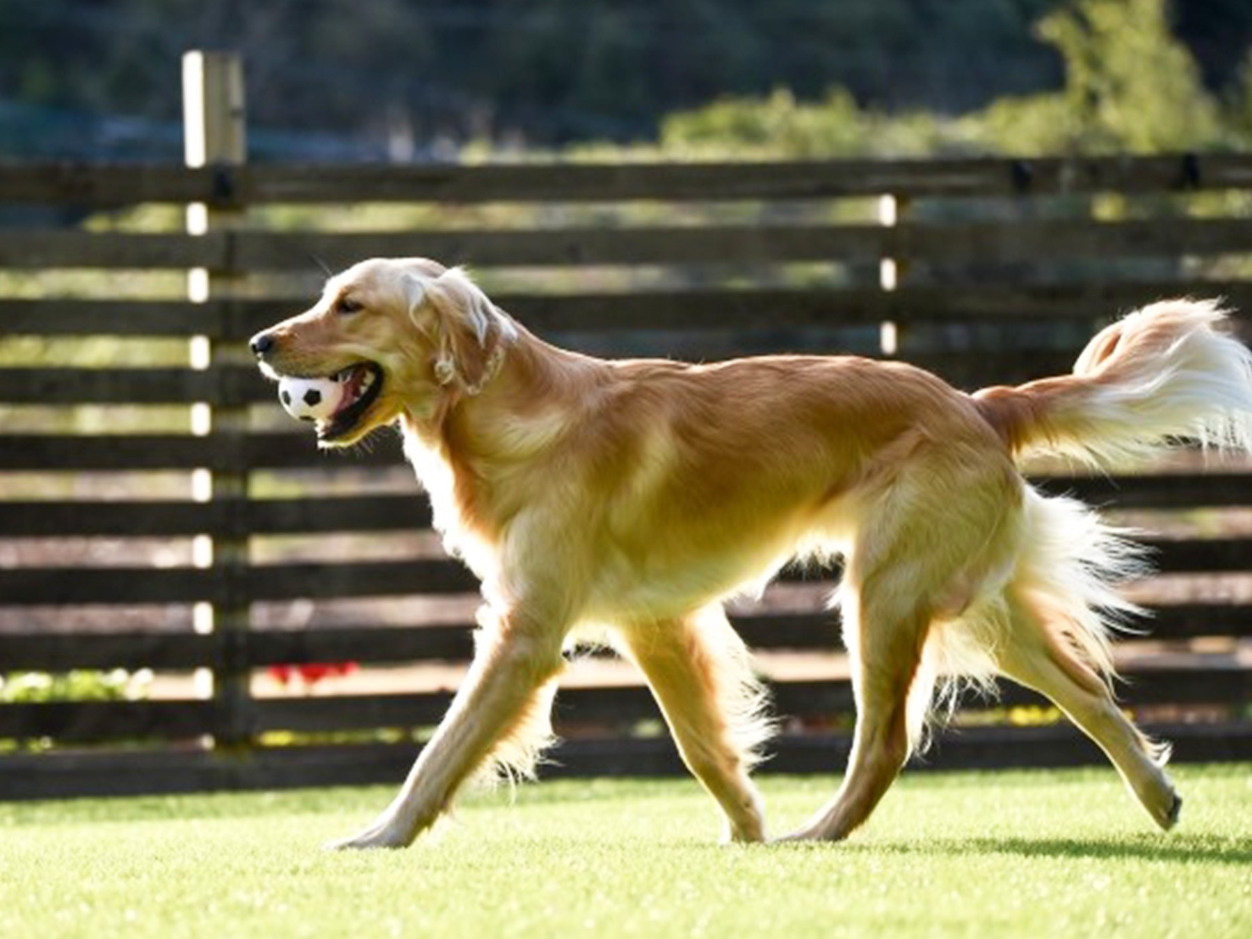 人工芝のお庭で遊ぶワンちゃん