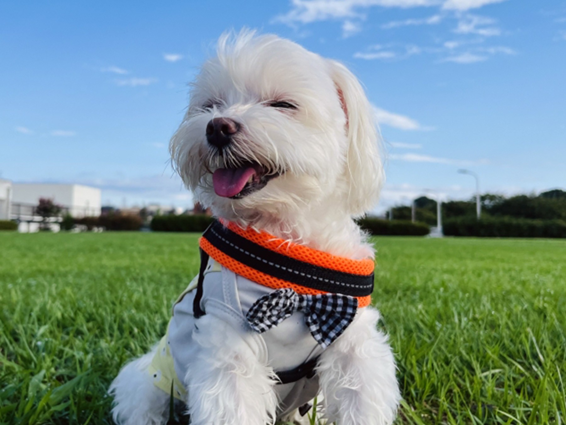 お庭で気持ち良く風に吹かれるマルチーズ