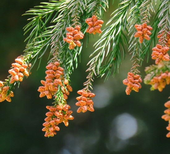 洗濯物の外干しはNG?テラス囲い・ガーデンルームで解決する花粉対策とは