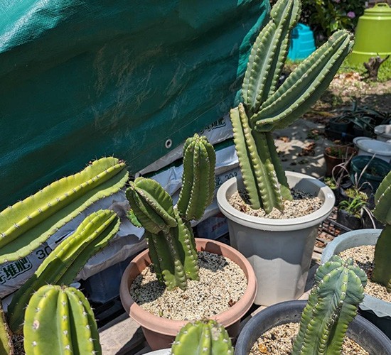 お手入れが簡単で育てやすい植栽をご紹介！おしゃれな外構づくりも叶います