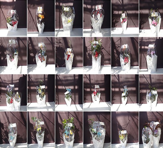 2026年3月発送分のプラントプランについてご報告いたします!