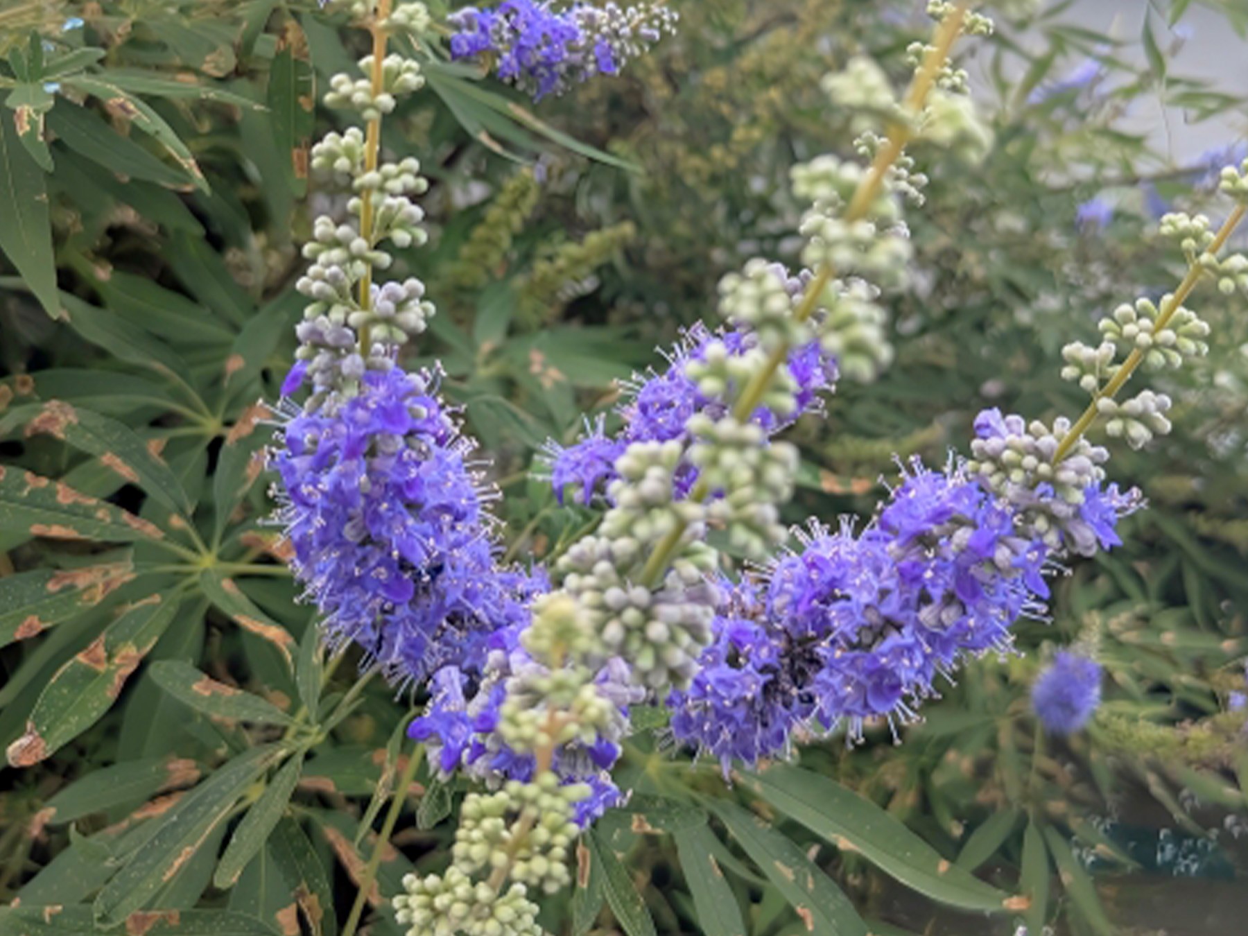 セイヨウニンジンボク