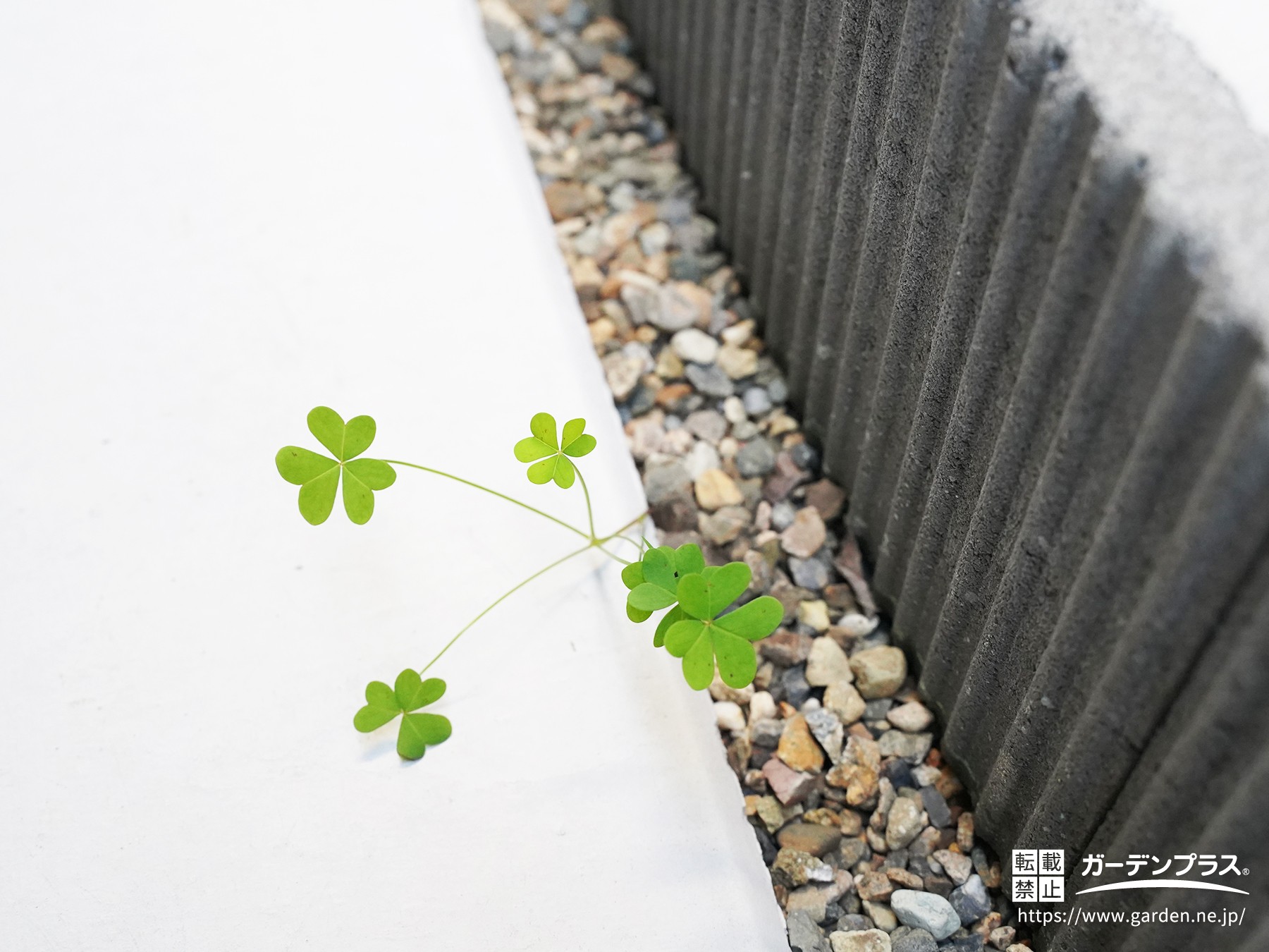 砂利の隙間から生えるクローバー
