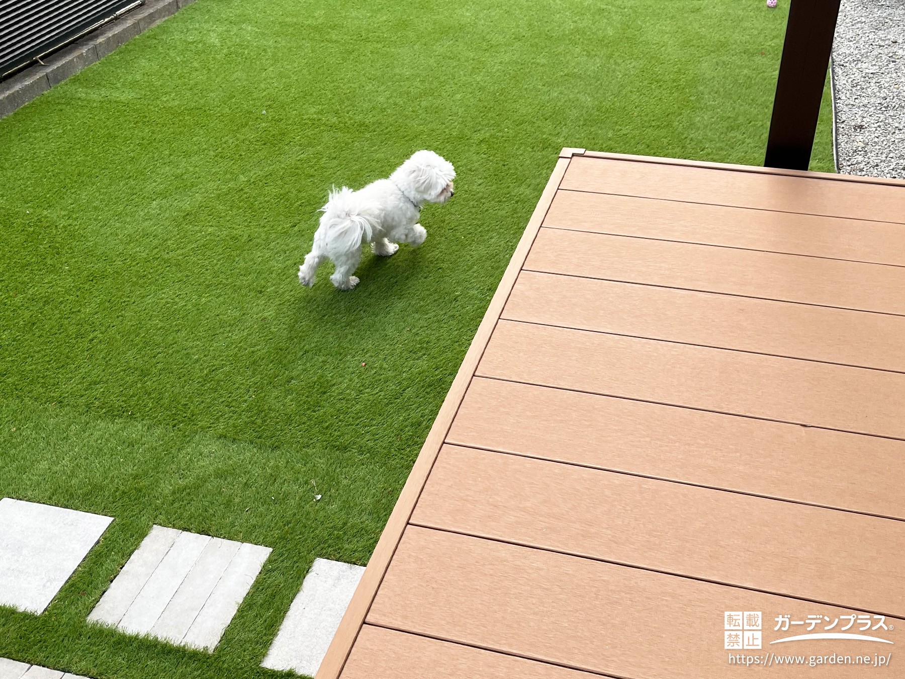 お庭で気持ち良く走り回るワンちゃん