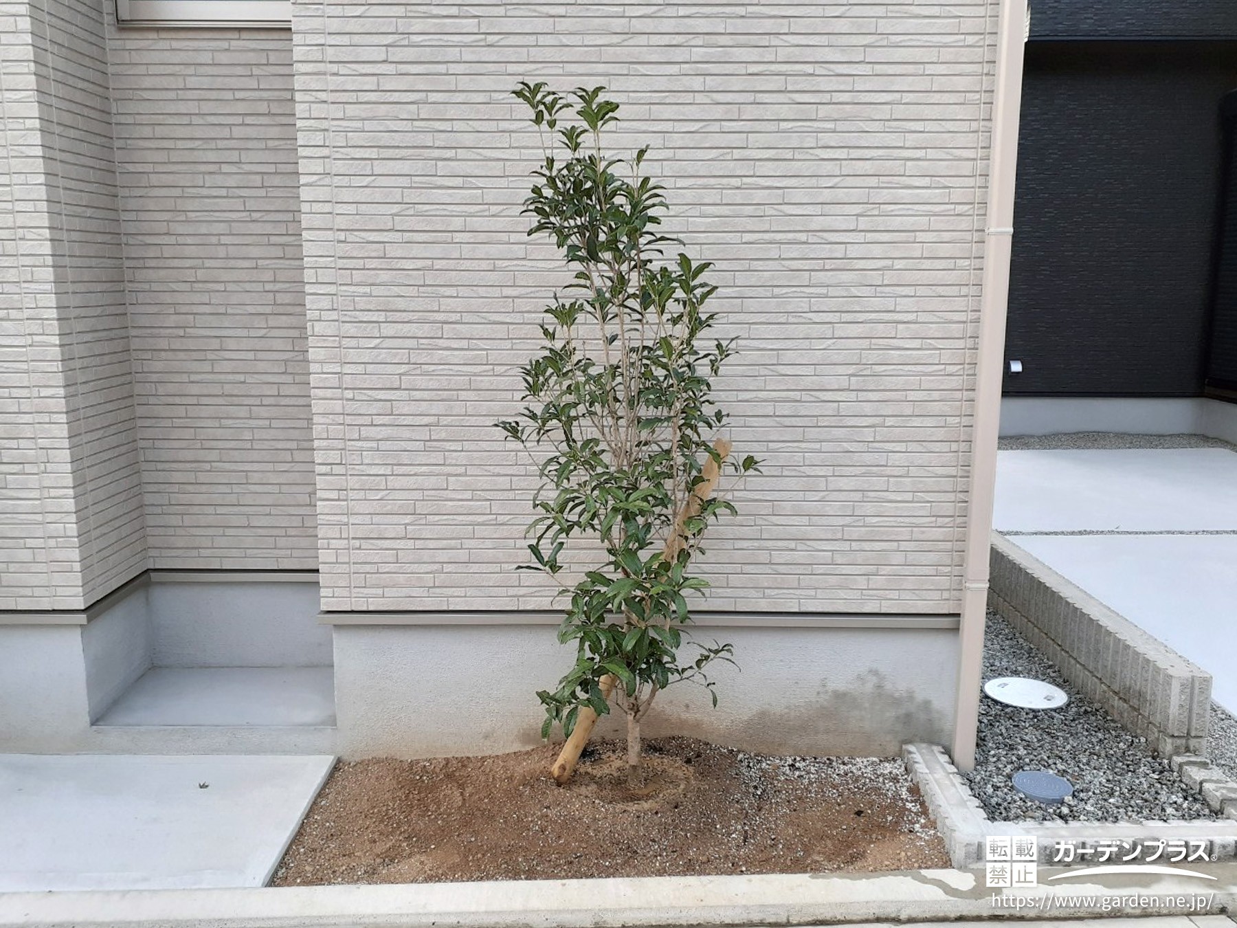 キンモクセイ