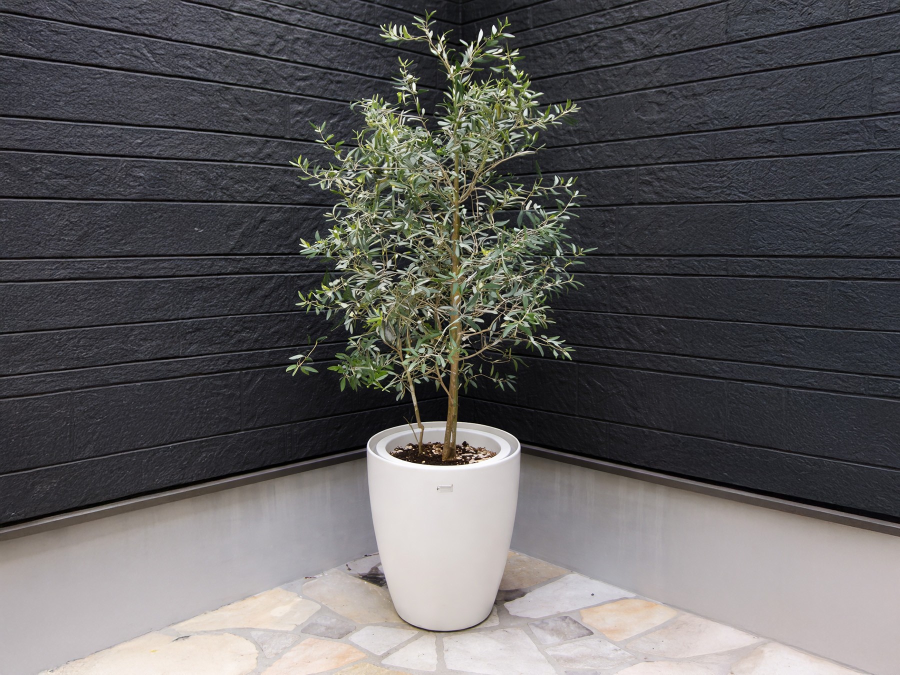 鉢植えの植栽