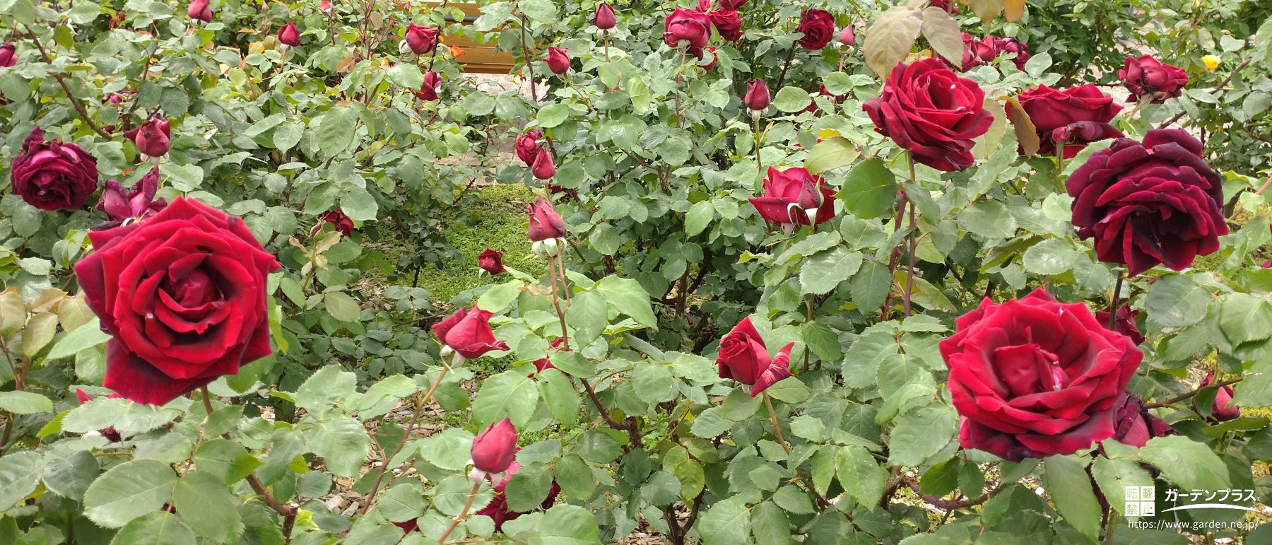 6月は薔薇が美しく咲く季節