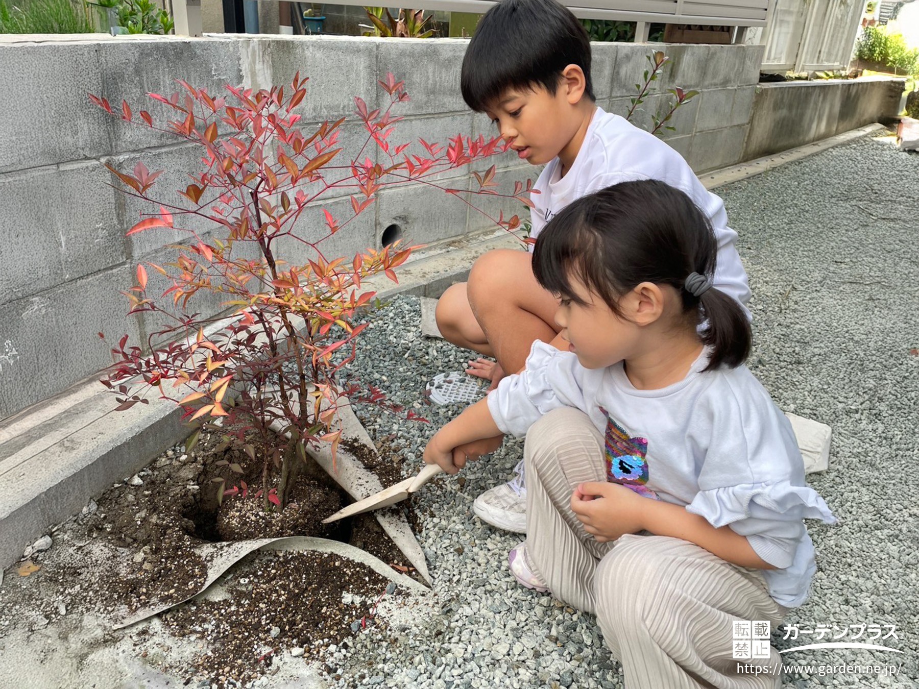 お庭にシャリンバイを植樹する様子