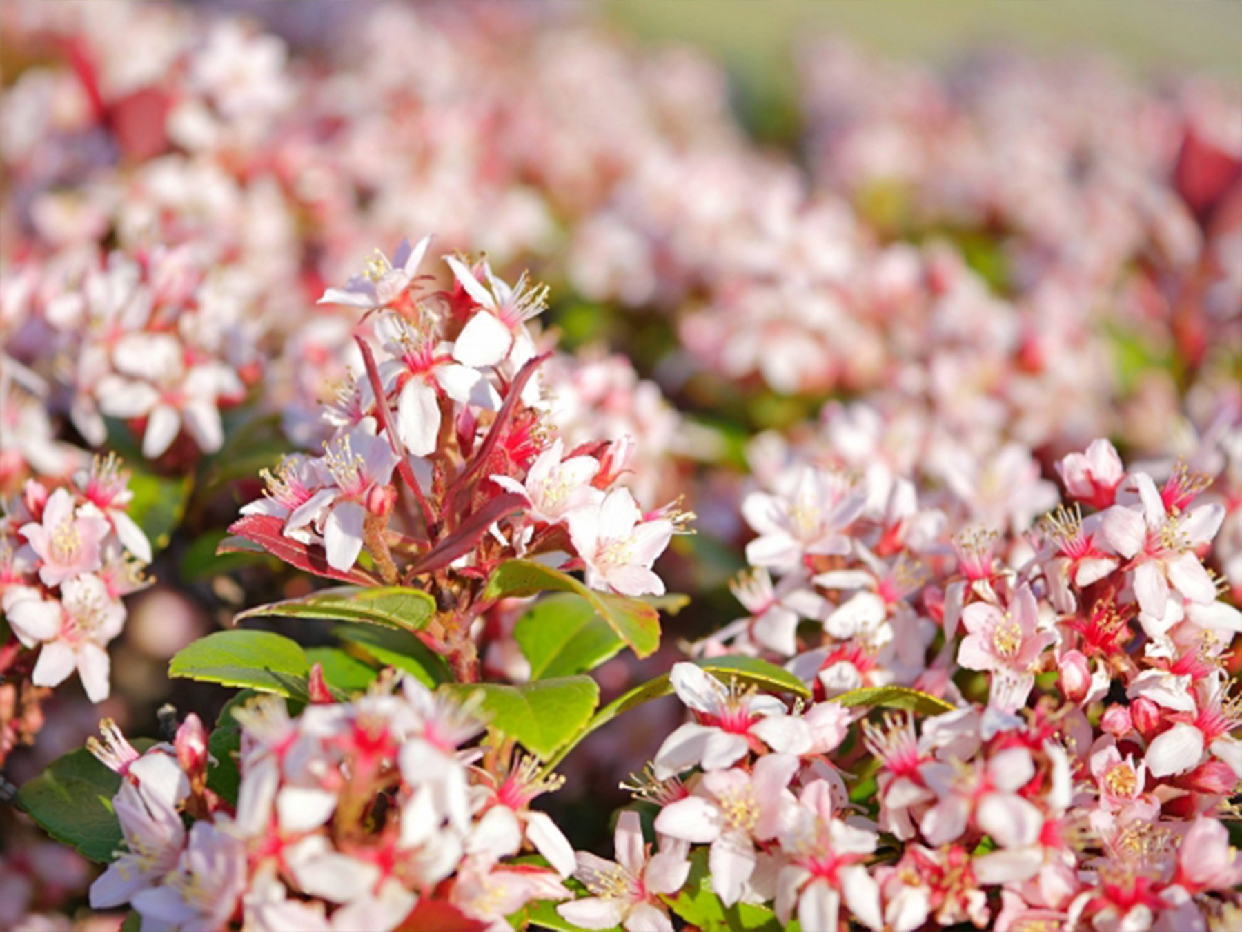 華やかなお花をつけるシャリンバイ