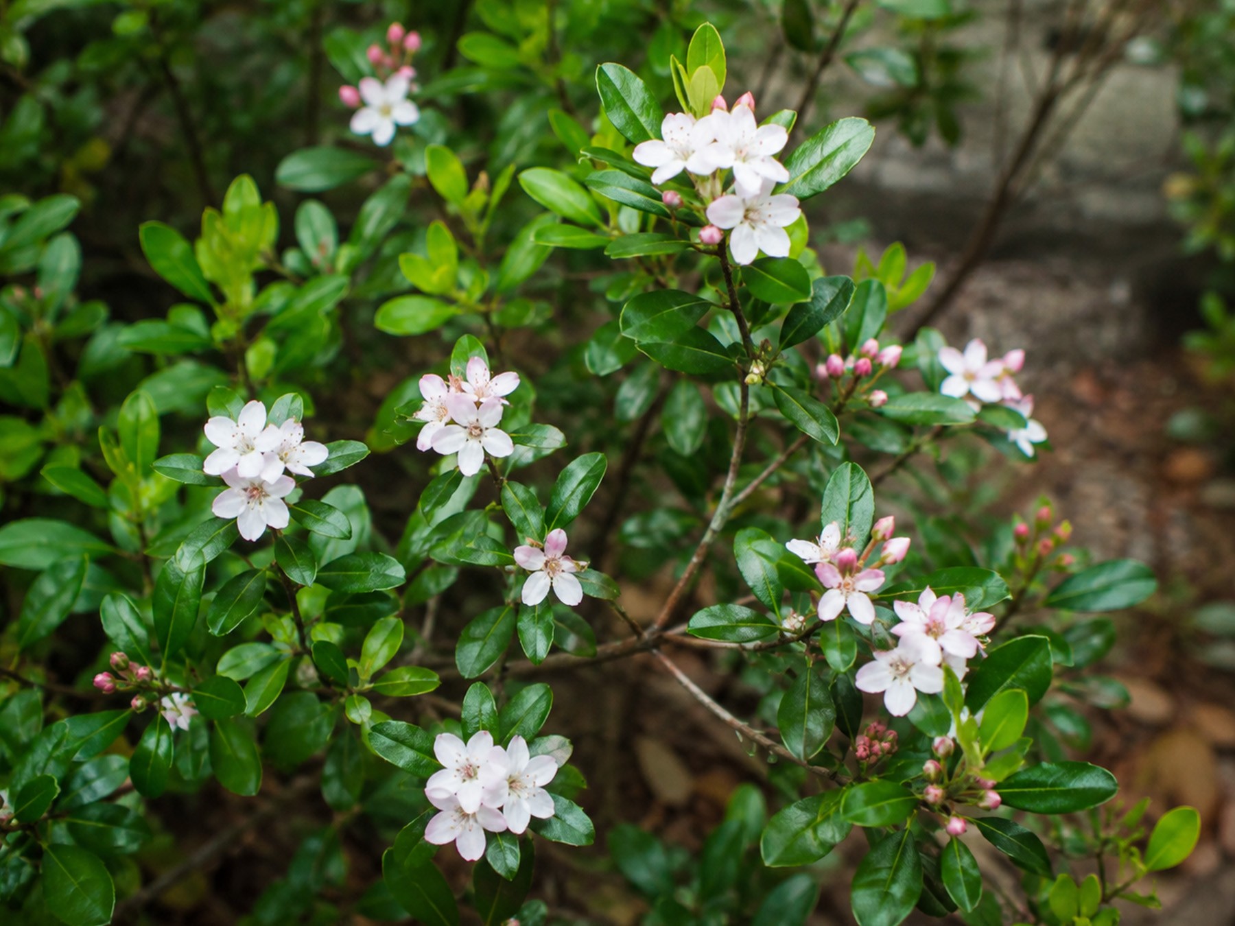 白い花が可愛らしいシャリンバイ