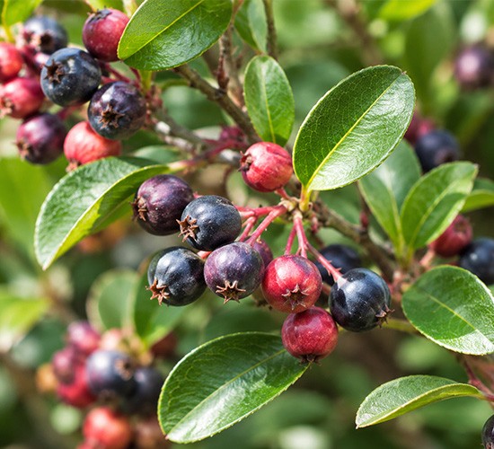 ブルーベリーによく似た実のなる植物「シャリンバイ」とは?