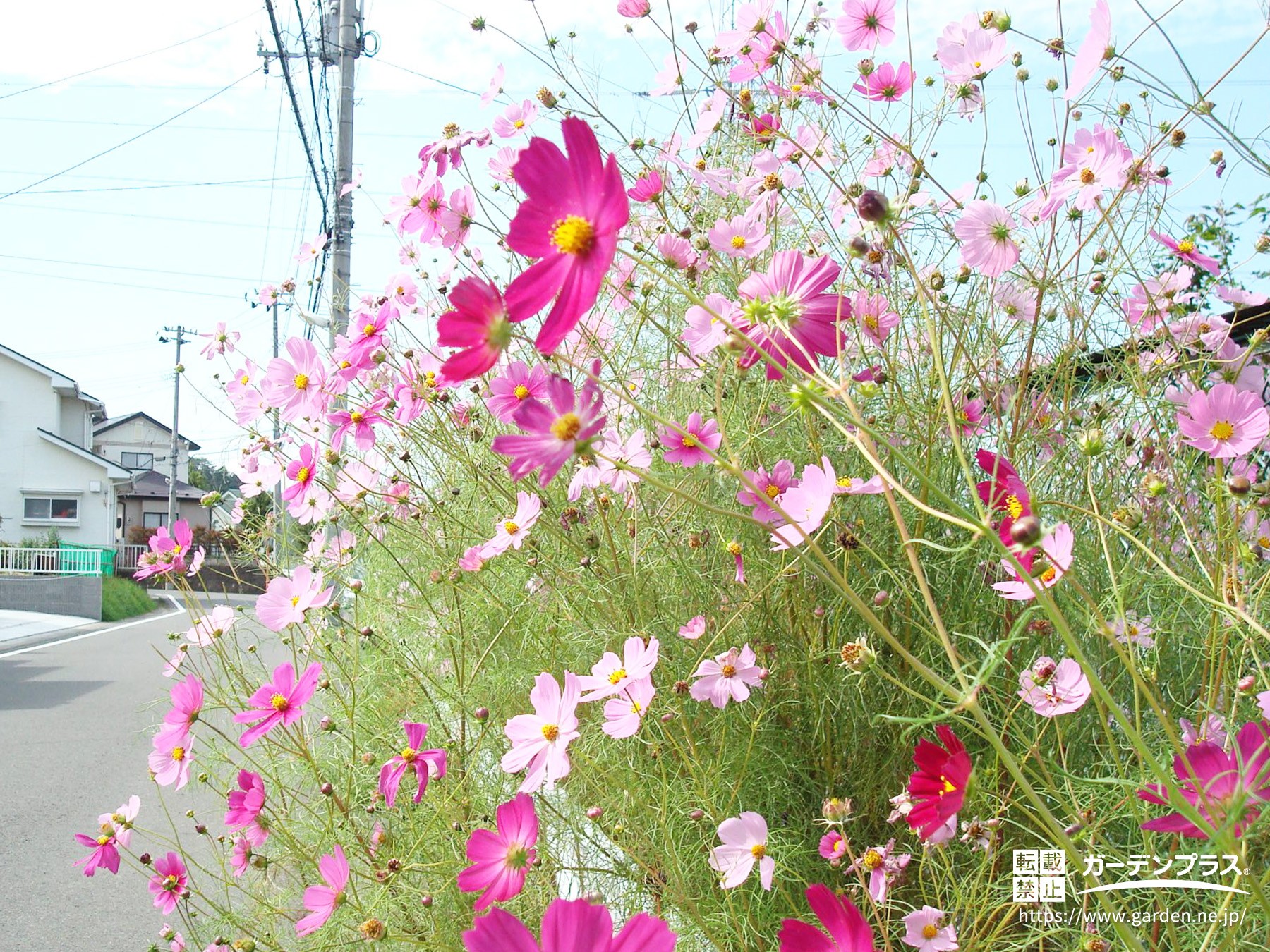 ピンクや白などの花びらが特徴的なコスモス