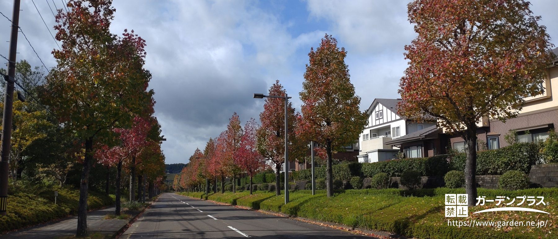 紅葉している並木