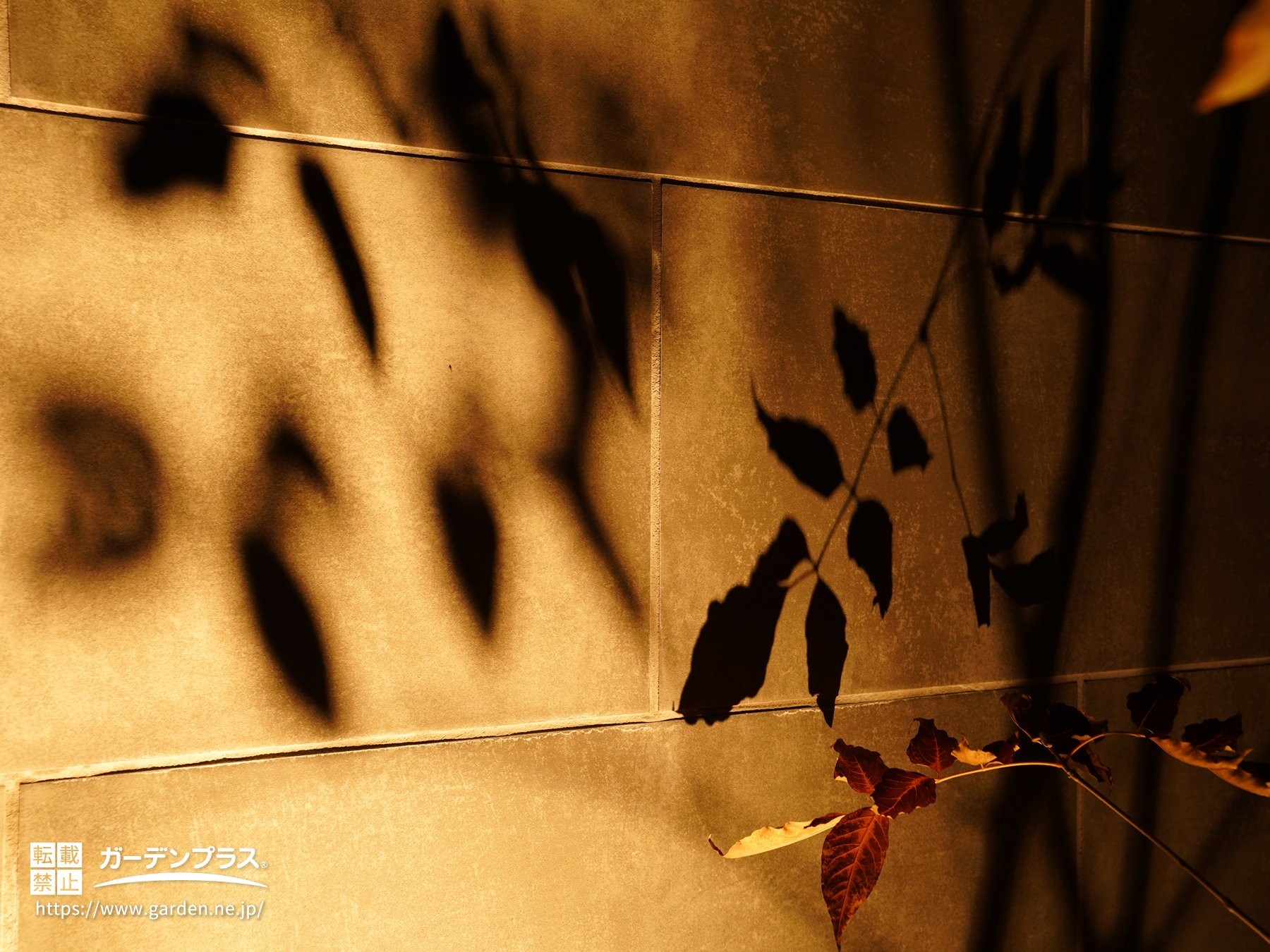 照明によって浮かび上がる美しい葉の影