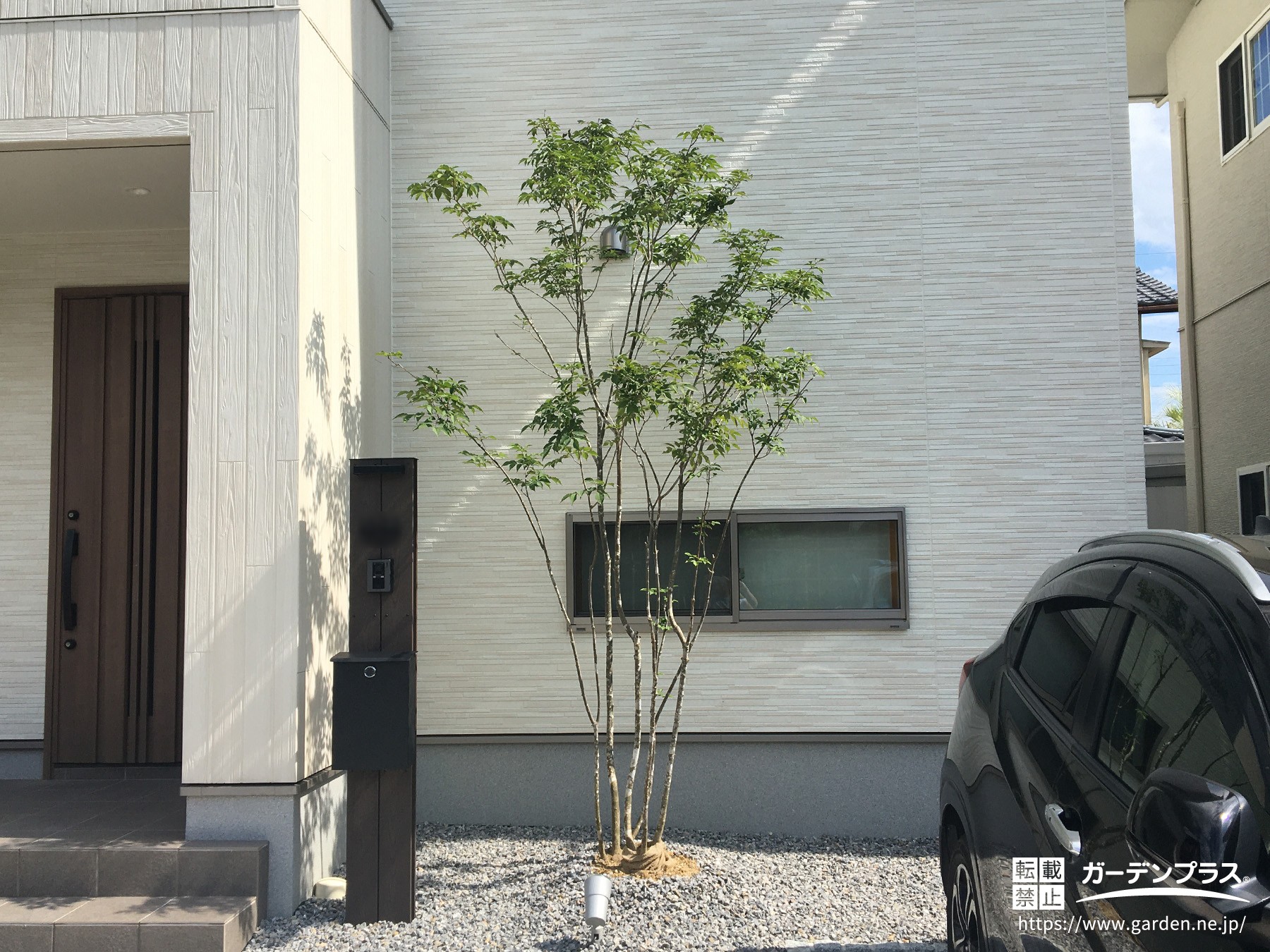 玄関前に映えるアオダモ