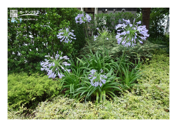 植えっぱなしで大丈夫な球根植物 かんたん庭レシピ