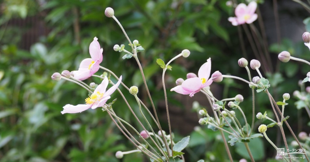 和のお庭にもおすすめ 凛と咲く秋の花 シュウメイギク かんたん庭レシピ