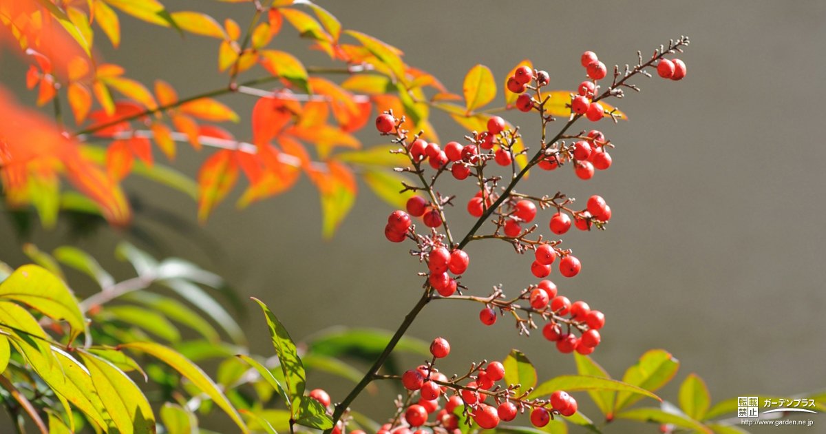 日本のお庭でお馴染みの 縁起の良い庭木 かんたん庭レシピ