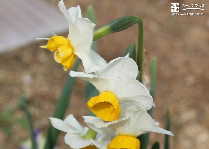 種類豊富で香りも素晴らしい冬の花 スイセン かんたん庭レシピ