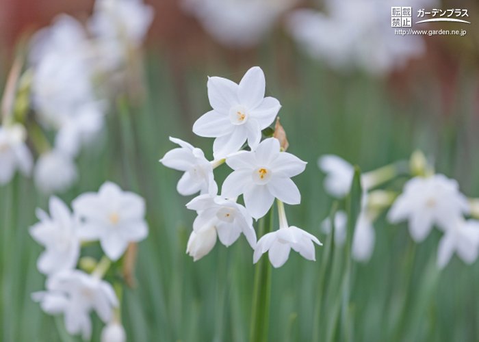 種類豊富で香りも素晴らしい冬の花 スイセン かんたん庭レシピ