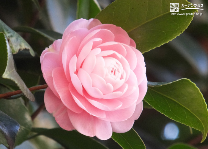 お庭にもおすすめの日本のバラ ツバキ かんたん庭レシピ