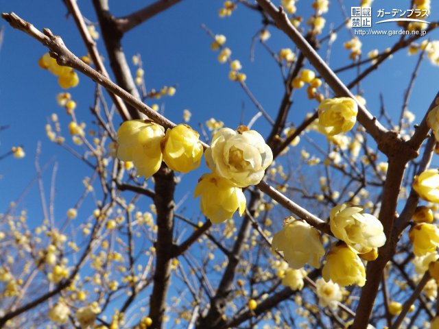 黄色の花が咲く春の庭木 かんたん庭レシピ