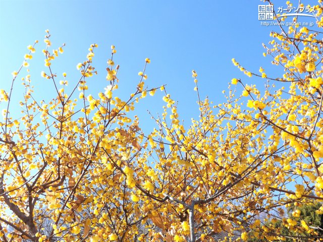 黄色の花が咲く春の庭木 かんたん庭レシピ