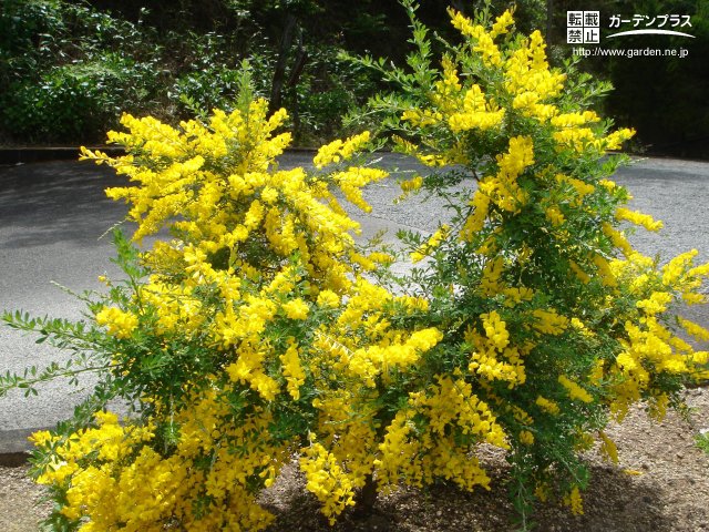 黄色の花が咲く春の庭木 かんたん庭レシピ