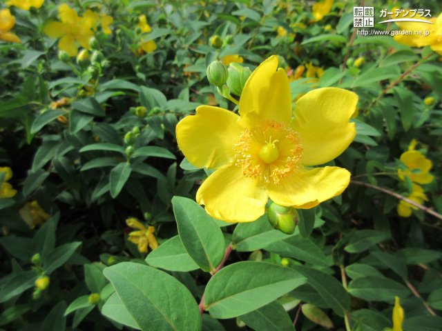 黄色の花が咲く春の庭木 かんたん庭レシピ