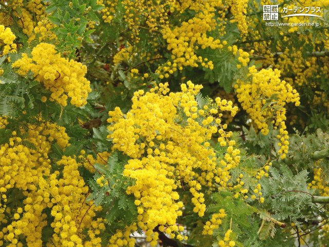黄色の花が咲く春の庭木 かんたん庭レシピ