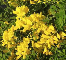 黄色の花が咲く春の庭木