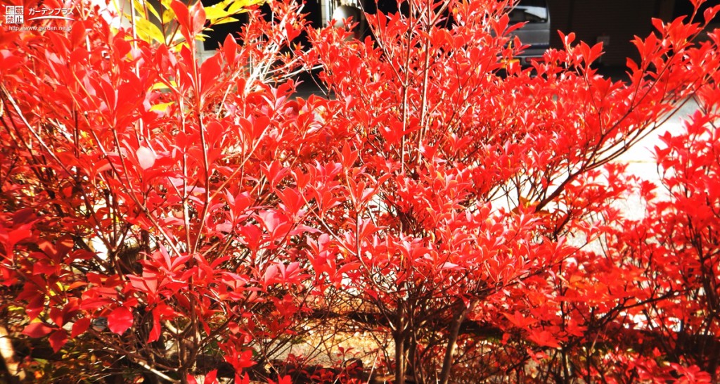 紅葉を楽しめる植栽その2 紅葉プラスアルファの楽しみのある庭木 かんたん庭レシピ