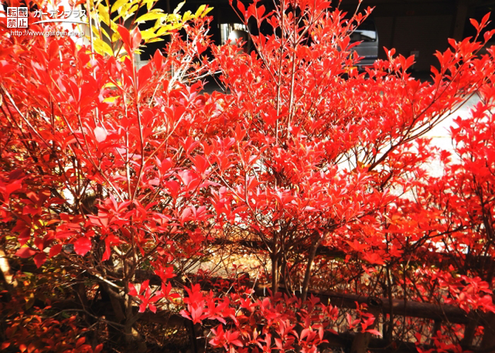 紅葉を楽しめる植栽その2 紅葉プラスアルファの楽しみのある庭木 かんたん庭レシピ