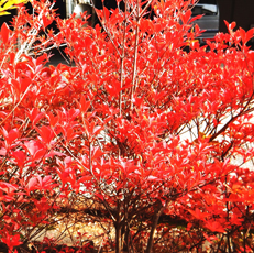 紅葉を楽しめる植栽その2 紅葉プラスアルファの楽しみのある庭木