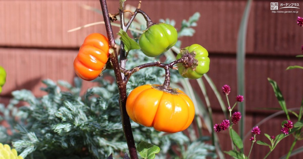 ハロウィンにおすすめの寄せ植え用草花 かんたん庭レシピ