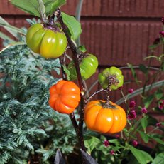 ハロウィンにもぴったり！おすすめの寄せ植え草花