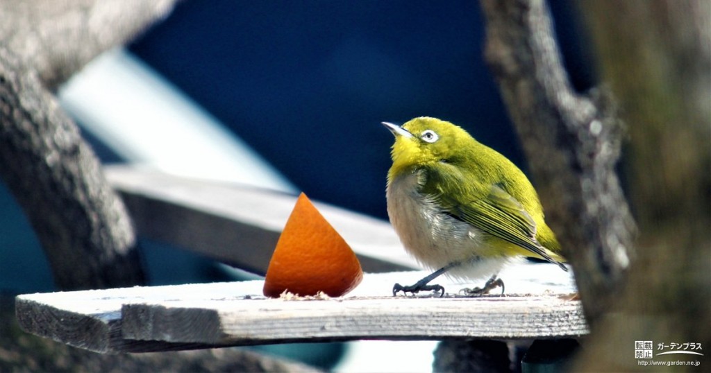 明日からお庭でできる 野鳥の招き方 かんたん庭レシピ