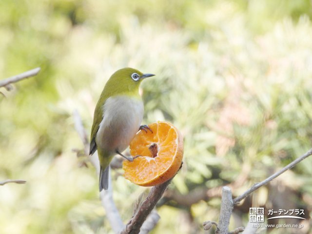 よく 鳴く メジロ