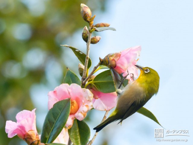 明日からお庭でできる 野鳥の招き方 かんたん庭レシピ