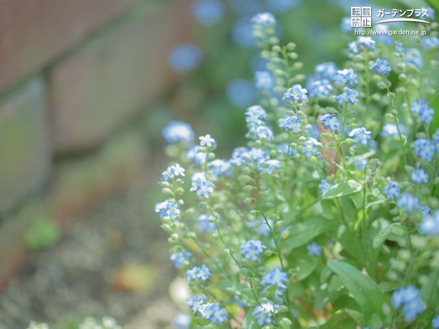 こぼれ種で増える植物 かんたん庭レシピ