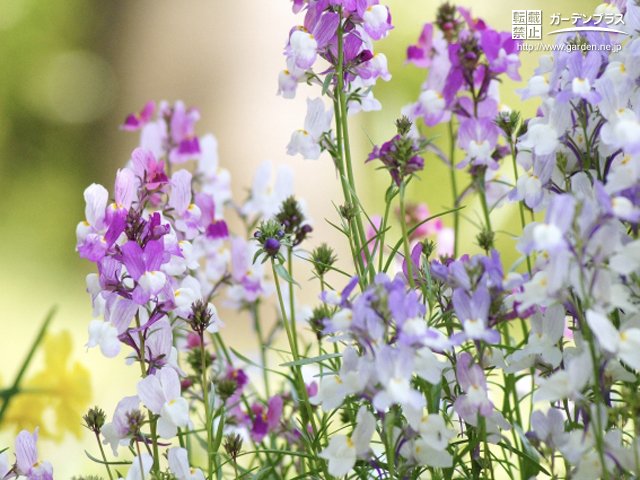 こぼれ種で増える植物 かんたん庭レシピ